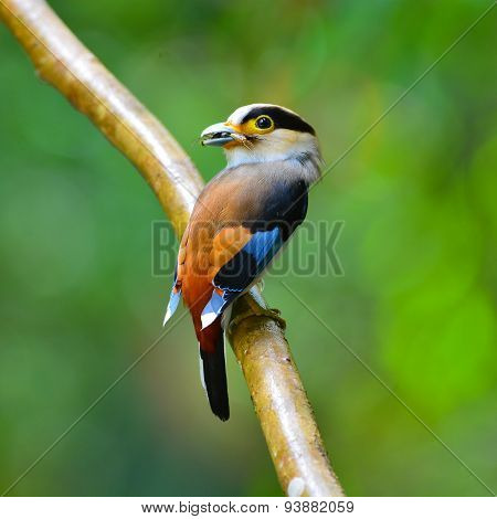Silver-breasted Broadbill Bird