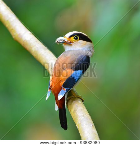 Silver-breasted Broadbill Bird