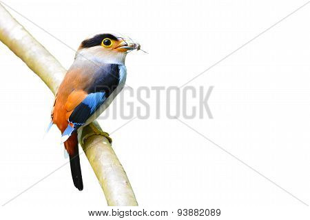 Silver-breasted Broadbill Bird