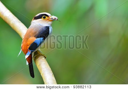 Silver-breasted Broadbill Bird