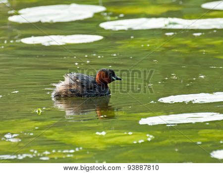 Little Grebe