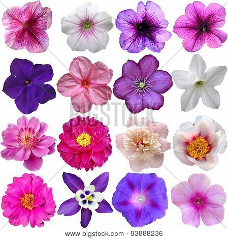 Set Of Colorful Seasonal Blooms