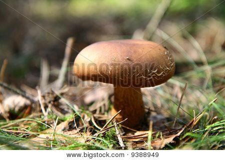 Xerocomus houby