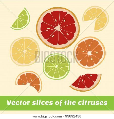 Vector illustration of citruses slices