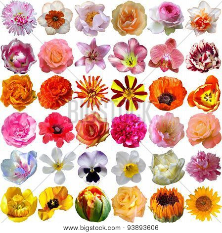 Big Selection Of Various Flowers Isolated On White Background