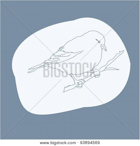 Bird sretch