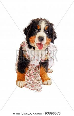Bernese Mountain Dog Puppy