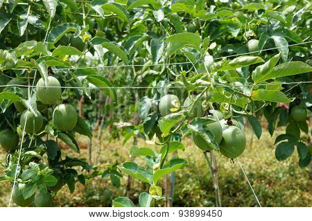 Passion Fruit, Vitamin C, Healthy Food, Passionfruit