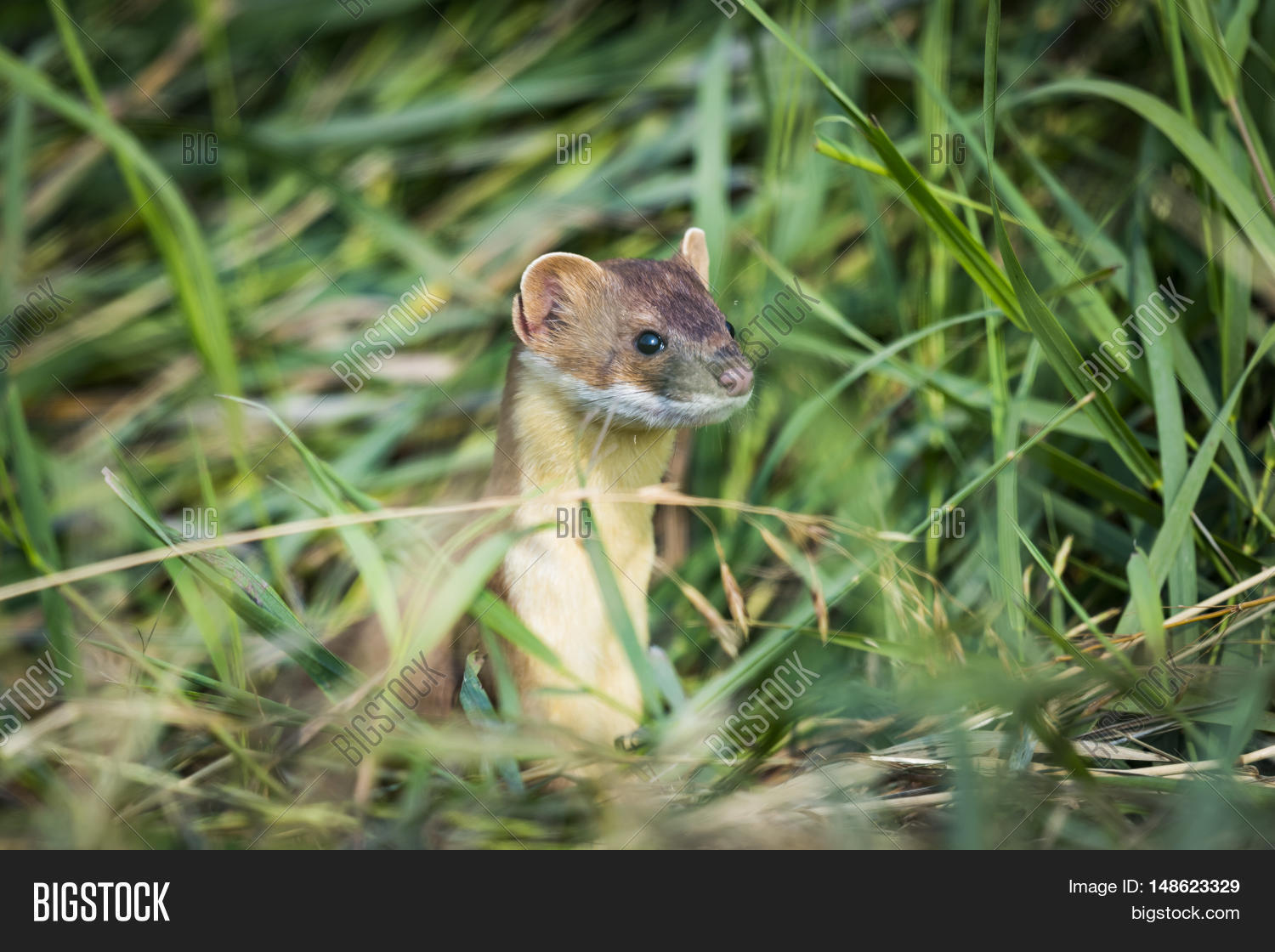 Longtailed Weasel Image & Photo (Free Trial) Bigstock
