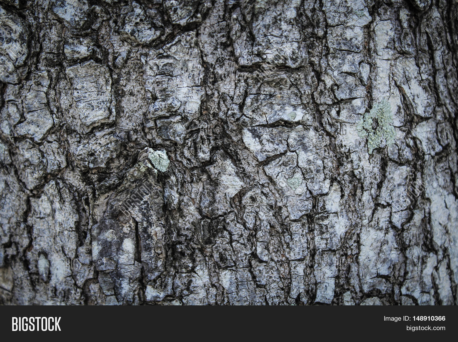 Texture Bark Wood Use Image & Photo (Free Trial) Bigstock