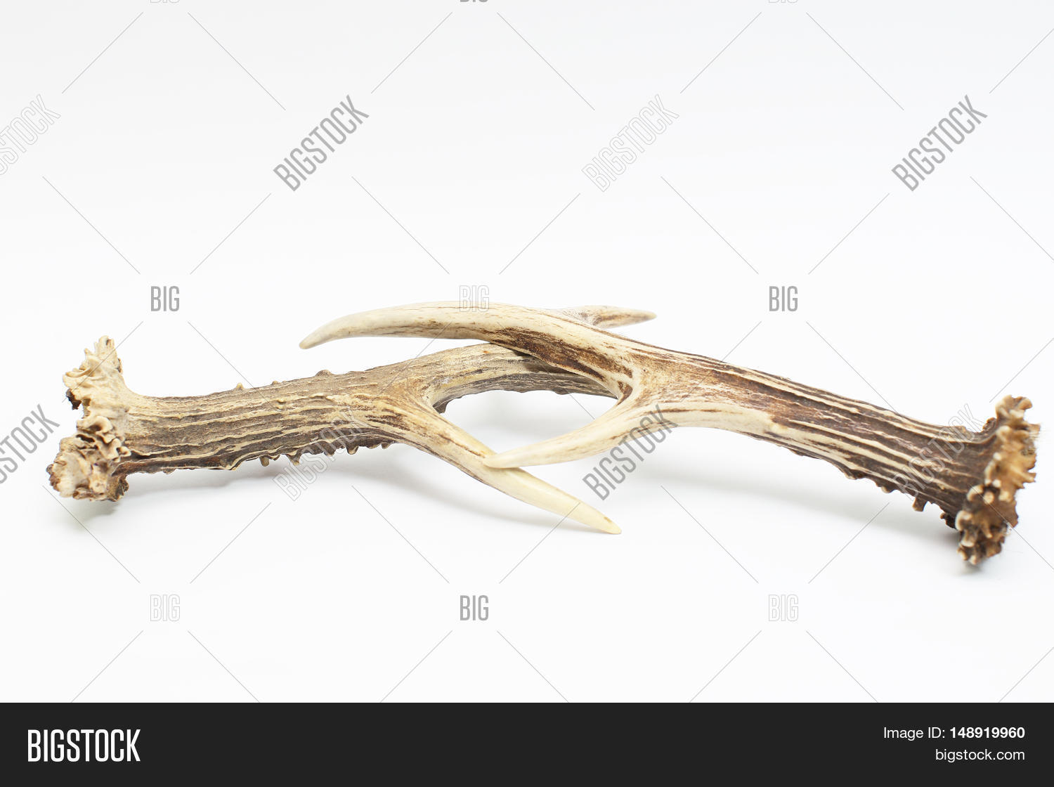 Deer Horns Isolated On Image & Photo (Free Trial) Bigstock