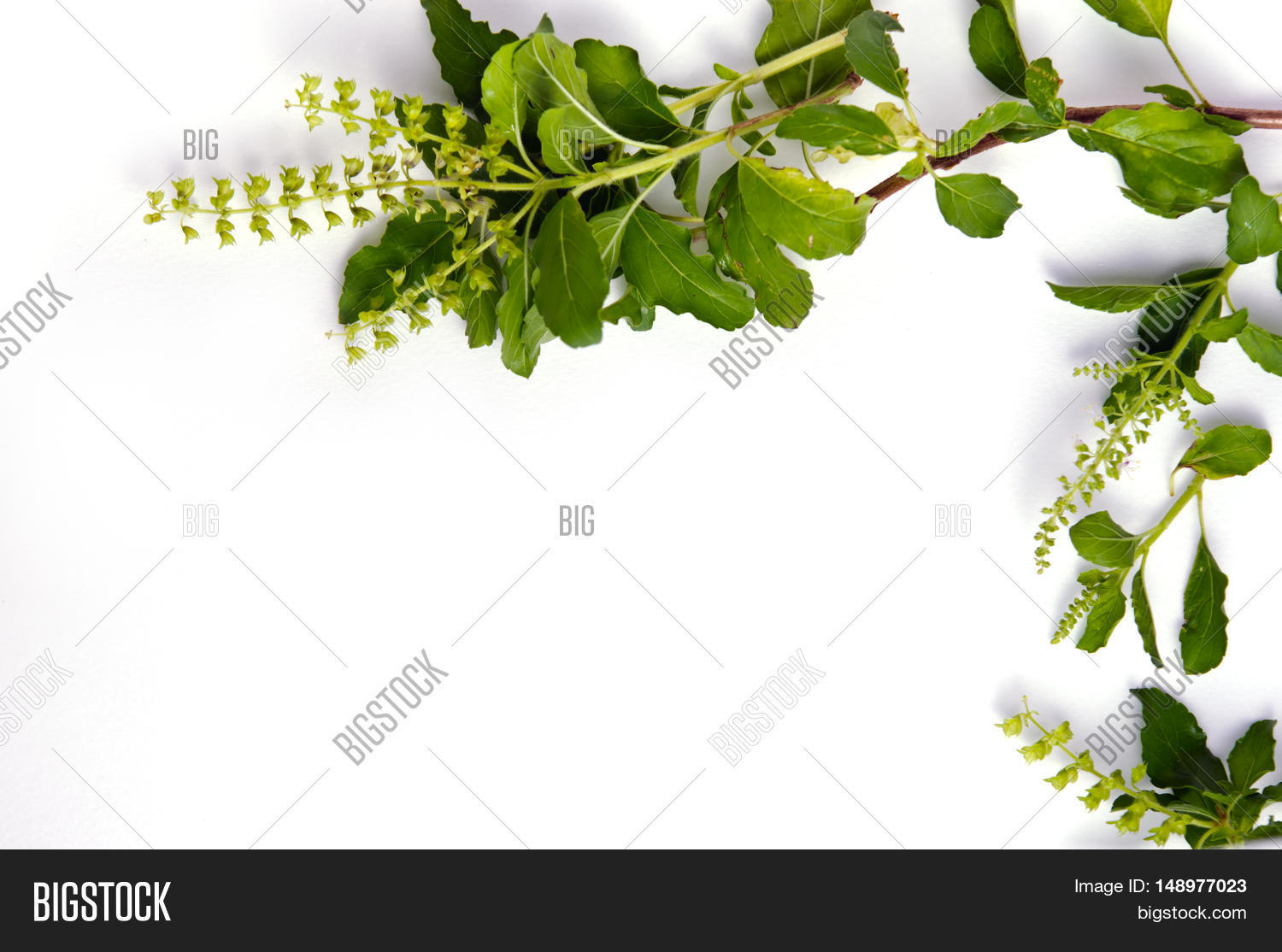 Basil Leaf Border On Image & Photo (Free Trial) Bigstock
