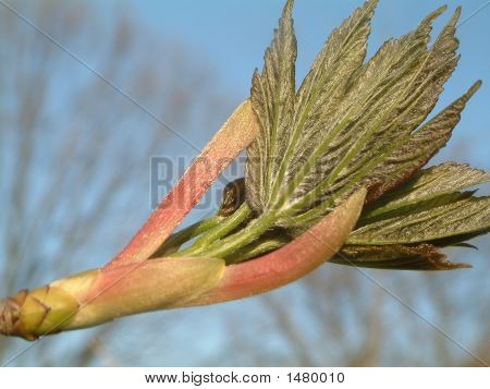 Burgeon