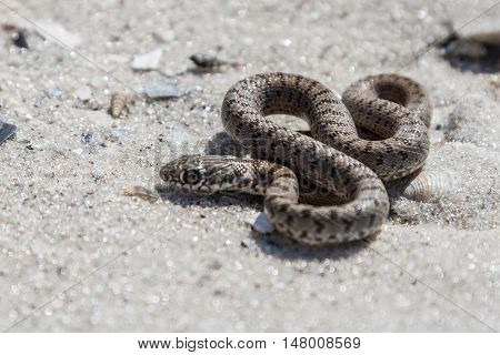 The snake basking on the sand Kinburn Spit Ukraine.