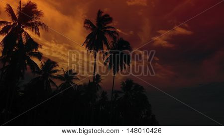 Coconut tree on the Island in twilight from  beach of Thailand.
