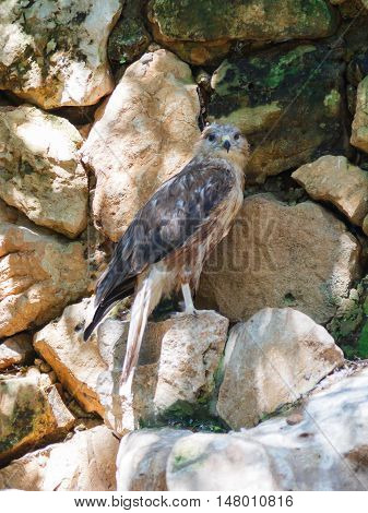 Long-Legged Buzzard - Buteo rufinus - is sitting on a rock and looking out for prey