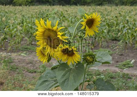 Sunflower at field. Sunflower in a corn field.