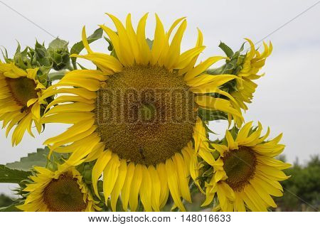 Sunflower on sky background. Sunflower with sit bee closeup.