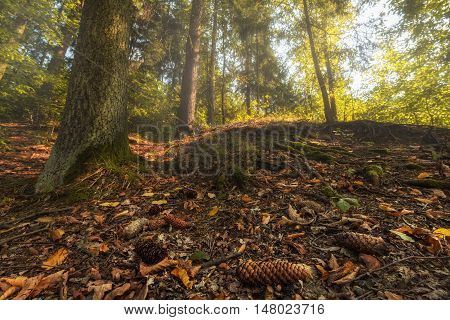 Tree trunk in the forest and fallen cones. Moravian landscape Pilske udoli Boskovice.