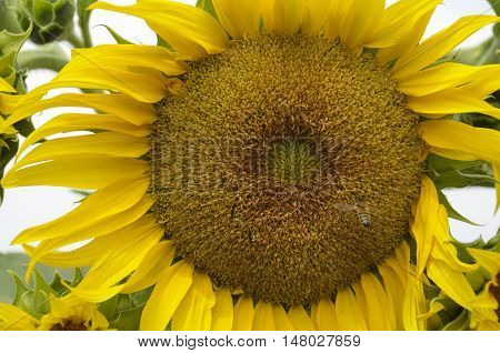 Sunflower in a corn field with sit bee closeup.