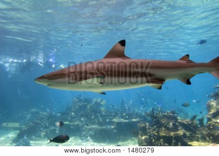 Sharkies