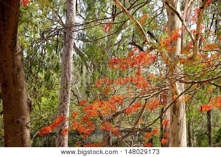 Green foliage bare tree trunks and red Mayflower bloom at Bannerughatta National Biological Park near Bengaluru Karnataka India Asia