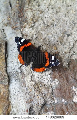 Red admiral butterfly on antique stone wall. Colorful butterfly on gray stone.
