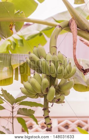 Young raw banana bunch called 
