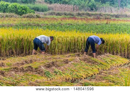 Yangshuo County China - October 22 2013: Chinese farmers harvesting rice in rice field in overcast rainy weather in Yangshuo County China.