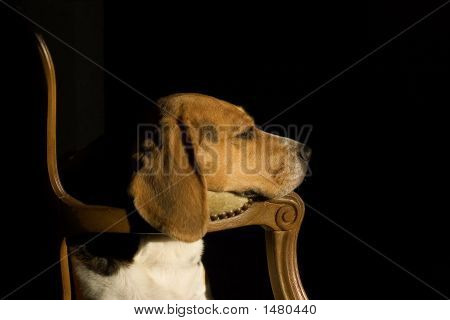 Beagle dorme