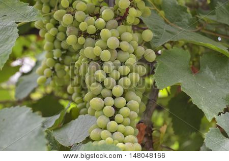 Bunch of grapes on the vine with green leaves