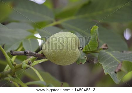 Green walnut on a background of green leaves.