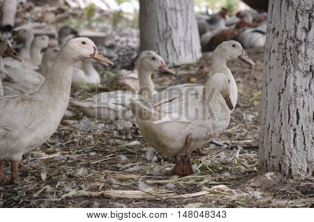 Domestic ducks on a farm in the village outdoors