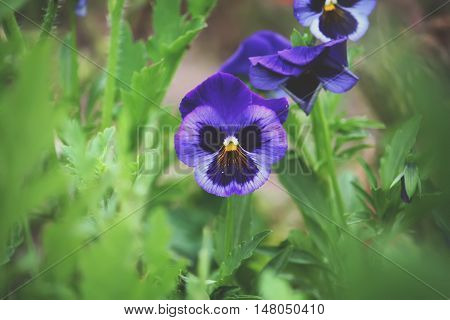 Purple Pancy Flowers Growing In A Summer Garden