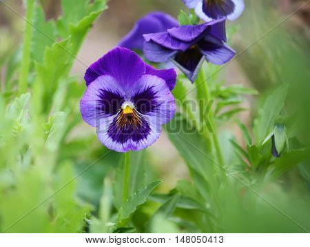 Purple Pancy Flowers Growing In A Summer Garden