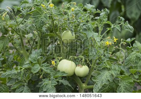 Natural green tomatoes growing on a branch in the garden