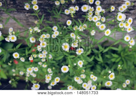 Close up white gypsophila blooming in the garden.