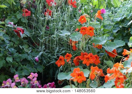 Orange bloomed nasturtium in the summer garden