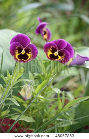 Purple pancy flowers growing in a summer garden