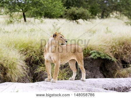 Lovely lioness gracefully standing on a rock in a park Tarangire, Tanzania