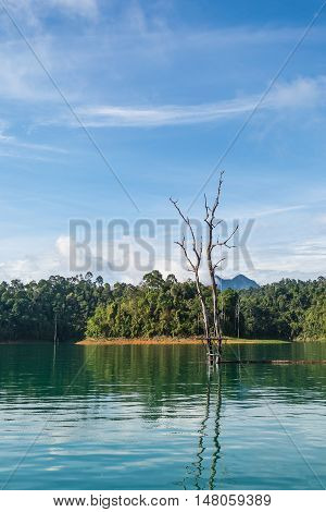 Dead tree in water with beauriful view of Ratchaprapha dam Surat Thani Thailand.