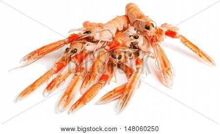 Some uncooked langoustines isolated on white background. Nephrops L.