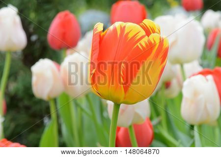Colorful Tulips. Tulips In Spring,colourful Tulip.