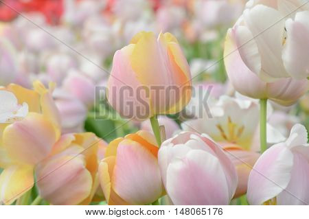 Colorful Tulips. Tulips In Spring,colourful Tulip.