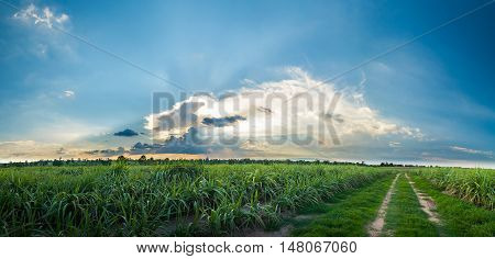 sugarcane or sugar cane field panorama landscape .