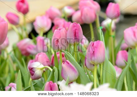 Colorful Tulips. Tulips In Spring,colourful Tulip.