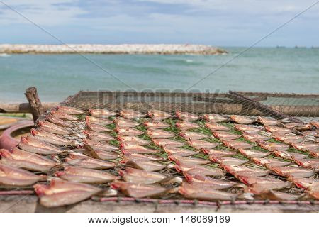 Natural drying of stockfish on the beach near seawall in fishing village of Rayong Thailand .