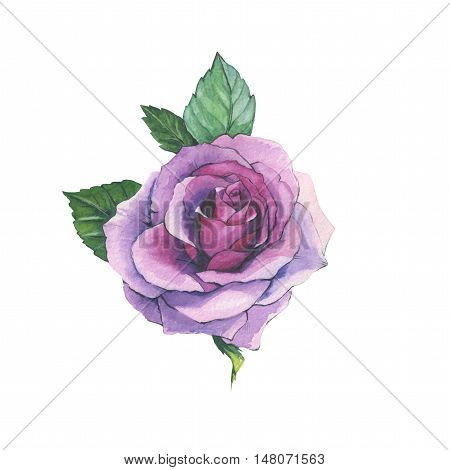 Wildflower rose flower tattoo in a watercolor style isolated. Full name of the herb: rose, platyrhodon, rosa. Aquarelle flower could be used for background, texture, pattern, frame or border.