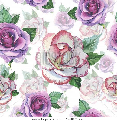Wildflower rose flower pattern in a watercolor style isolated. Full name of the plant: rose, platyrhodon, rosa. Aquarelle flower could be used for background, texture, pattern, frame or border.