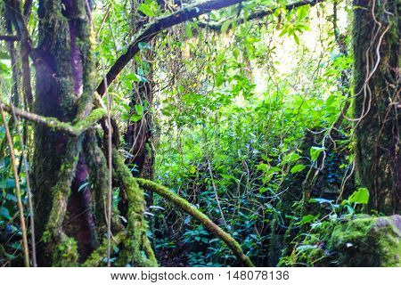 Sun Shining Into Green Fern Tropical Deep Forest